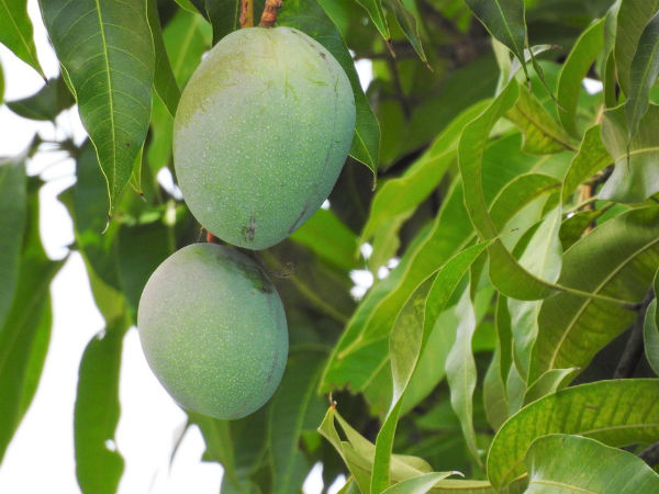 ২. অ্যাংজাইটির প্রকোপ কমায়: