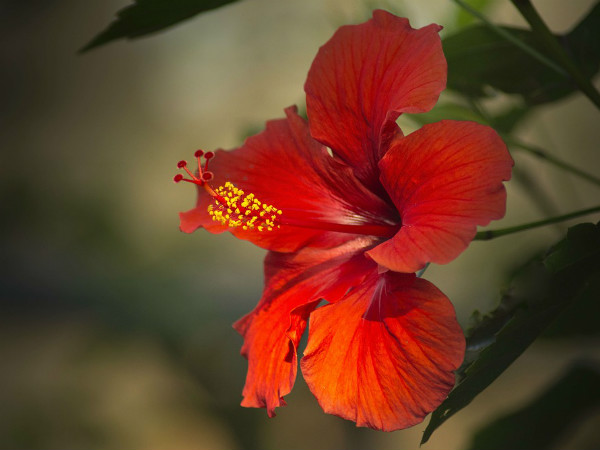 ২. জবা ফুল: