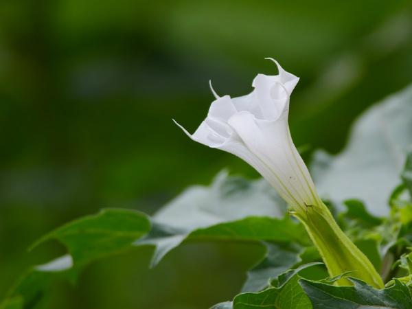 ৪. ধুতুরা ফুল: