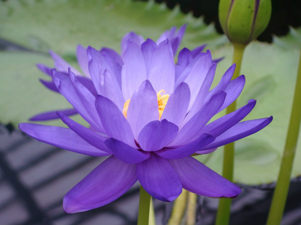 ৬. পদ্ম ফুল: