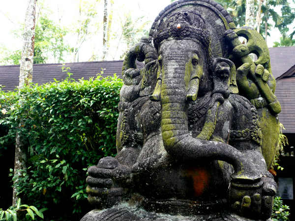 ৬. ওক পাতা: