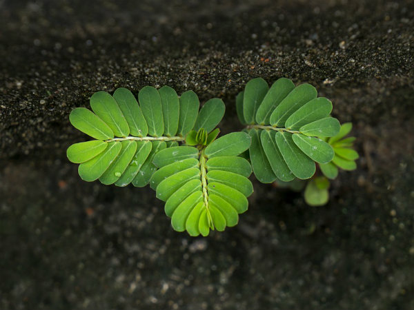 ৮. তেঁতুল গাছ: