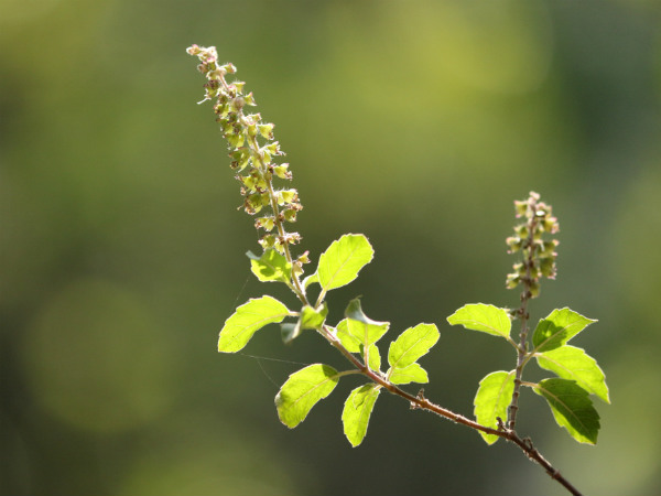 ১.তুলসি পাতা এবং হলুদ:
