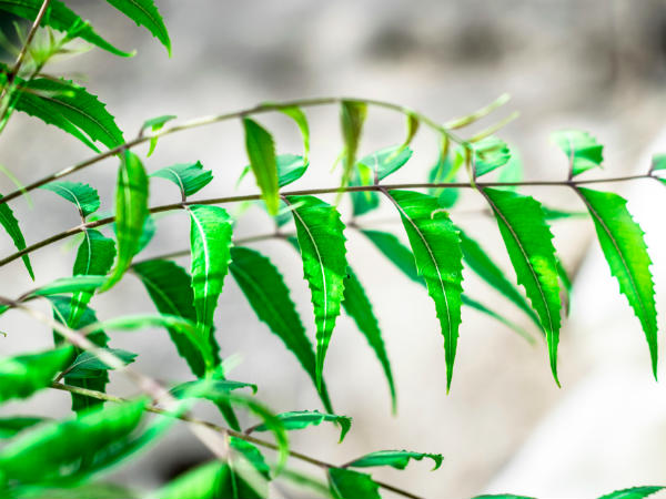 ২. নিম এবং গোলাপ জল: