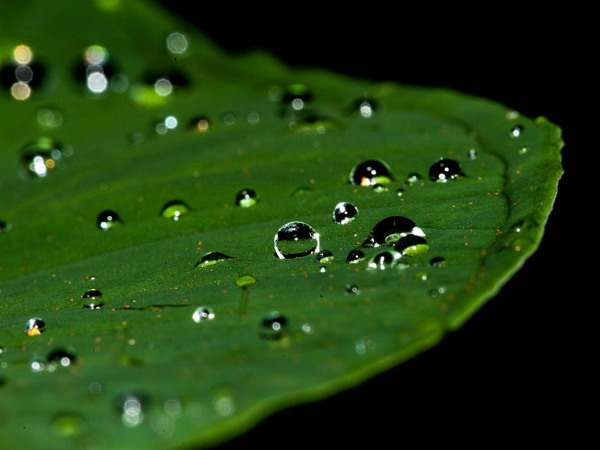 ২. চারটি পাতা রয়েছে এমন গাছ: