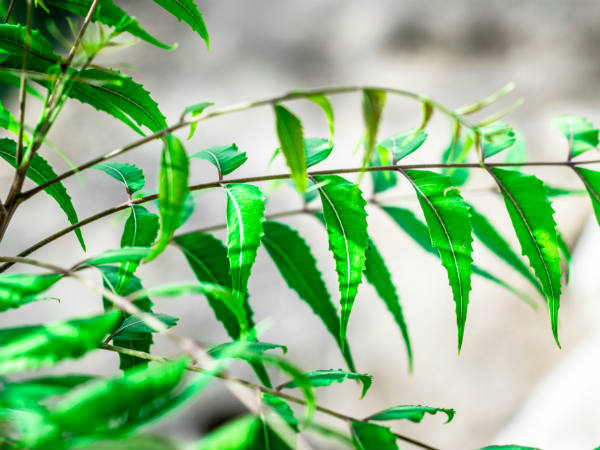 ৫. নিম পাতা এবং কর্পূর: