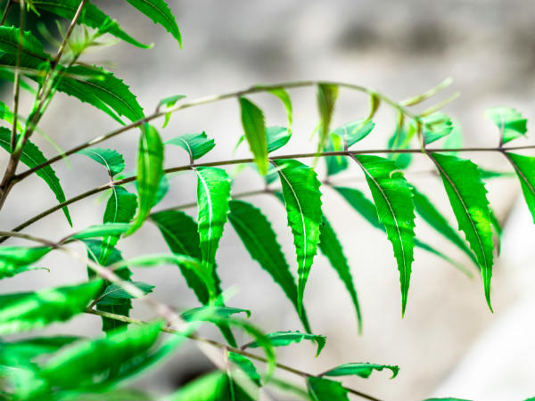 ৫. নিম তেল: