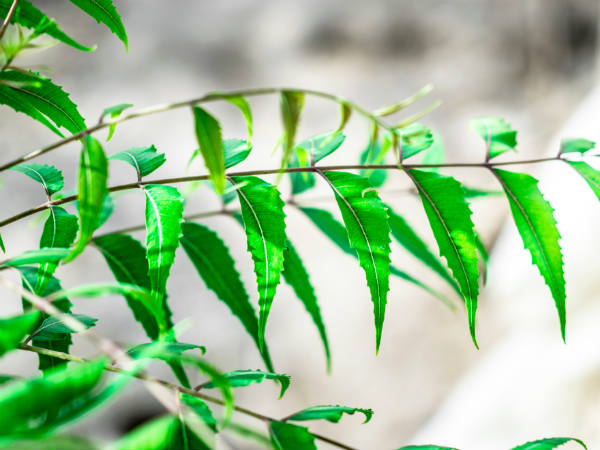 ৩. অ্যালো ভেরা আর নিম পাতা: