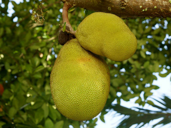 ৩. সংক্রমণে আক্রান্ত হওয়ার আশঙ্কা কমে: