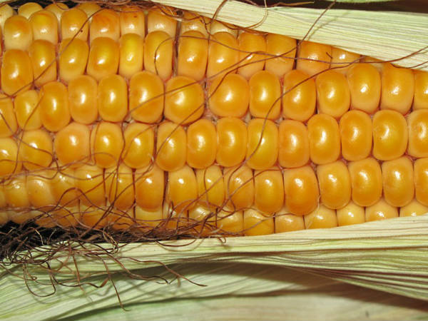 ৬. অ্যানিমিয়ার মতো রোগ দূরে থাকে: