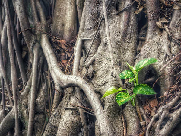 ৯. মানি প্লান্ট: