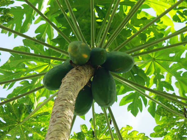 পেঁপে পাতার রসের সাইড এফেক্ট: