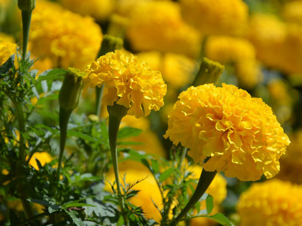 ৬. গাঁদা ফুলের মালা: