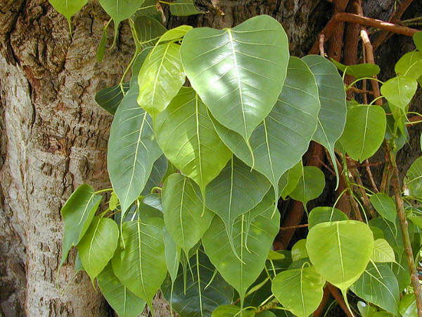 ৩. অশ্বত্থ গাছের পুজো করা মাস্ট: