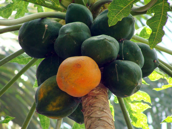 ৬. ম্যালেরিয়া রোগকে প্রতিরোধ করে: