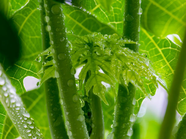 ৯. লিভারের ক্ষমতা বাড়ে: