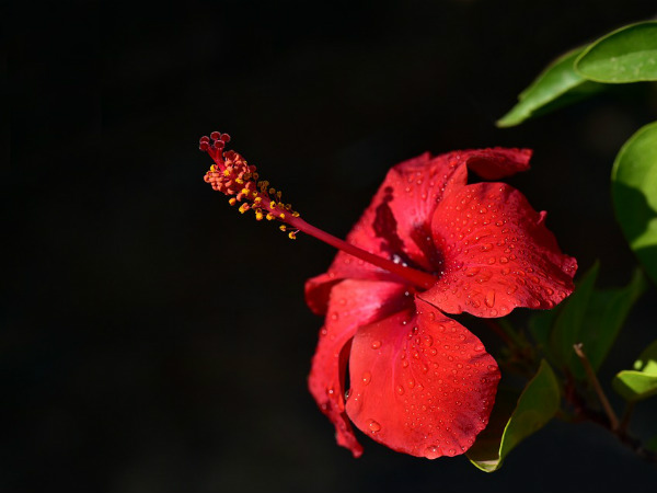 ১. লাল জবা: