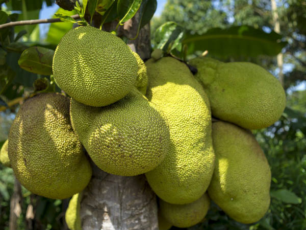 ২. চুলের সৌন্দর্য বাড়ে: