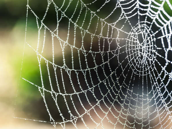 ৪. মকাড়সার জাল: