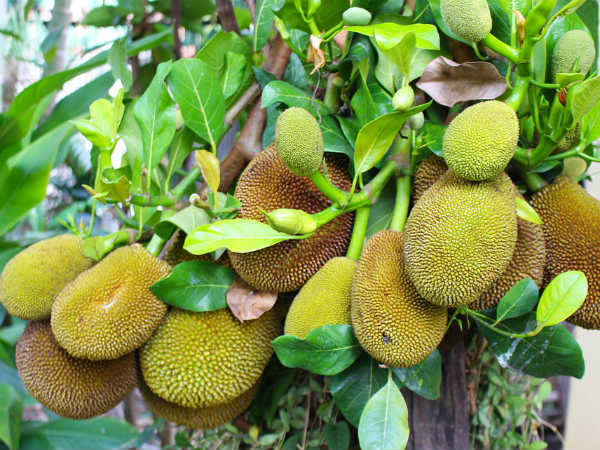 ১৩. প্রোটিনের চাহিদা মেটে: