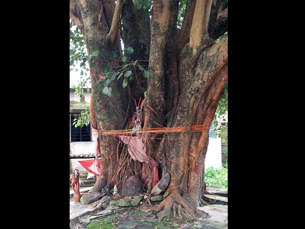 ৩. অশ্বত্থ গাছে জল দান করতে ভুলবেন না: