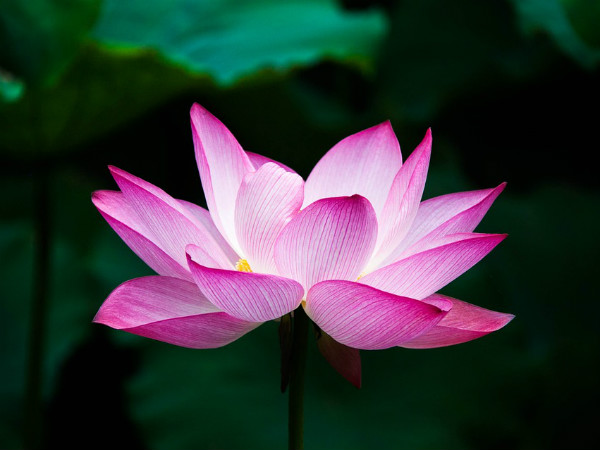 ৫. পদ্ম ফুল: