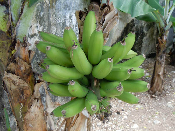 ৫. শরীরে খারাপ কোলেস্টেরলের মাত্রা কমায়: