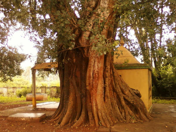 ৭. রোগ-ব্যাধি দূরে পালায়:
