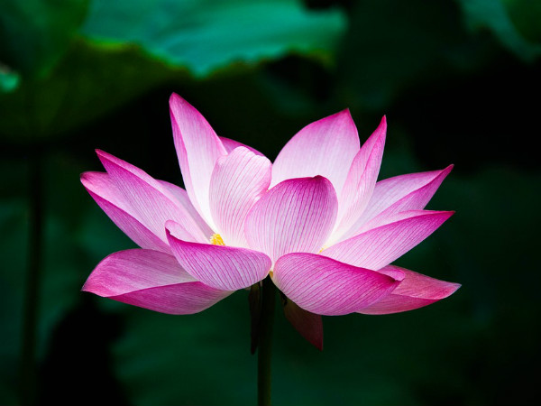 ১. পদ্ম ফুল: