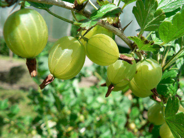১. গলার ব্যথা নিমেষে কমে যায়: