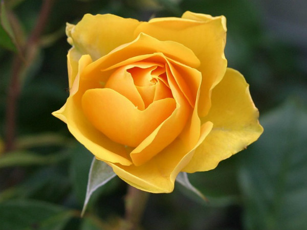 ৫. হলুদ গোলাপ: