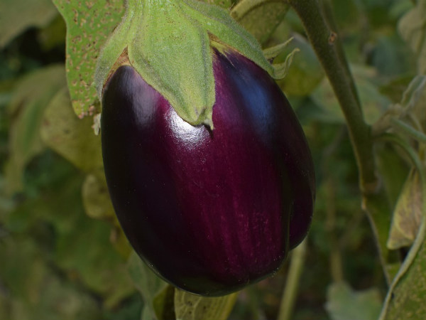 ১১.হার্টের কর্মক্ষমতা বাড়ে: