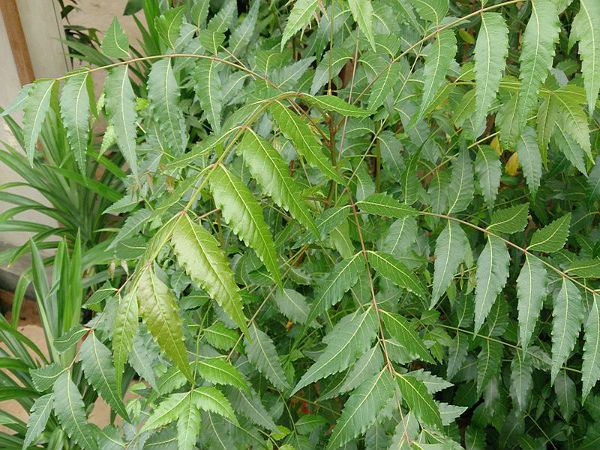১২. হাইপারপিগমেন্টটেশনের মতো সমস্যা দূর হয়: