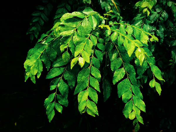 ৩. লিভার চাঙ্গা হয়ে ওঠে: