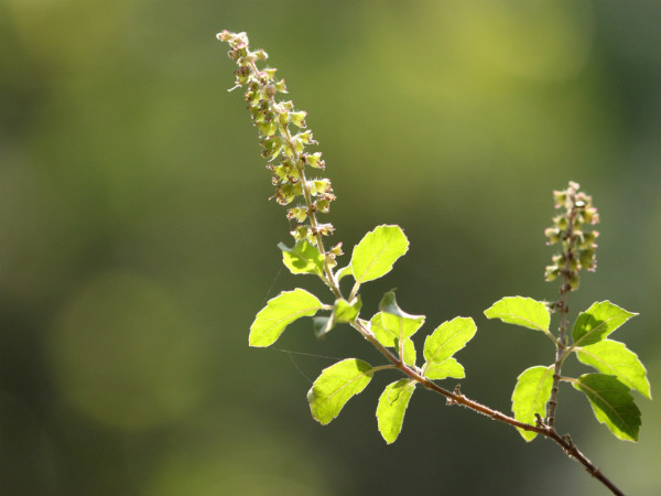 ৪. রক্তে শর্করার মাত্রা নিয়ন্ত্রণে থাকে: