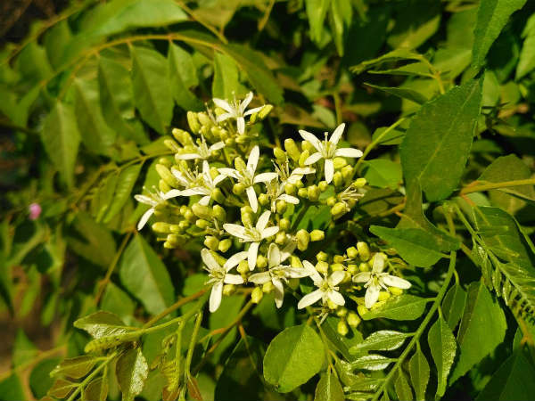৪.রক্তে শর্করার মাত্রা নিয়ন্ত্রণে থাকে: