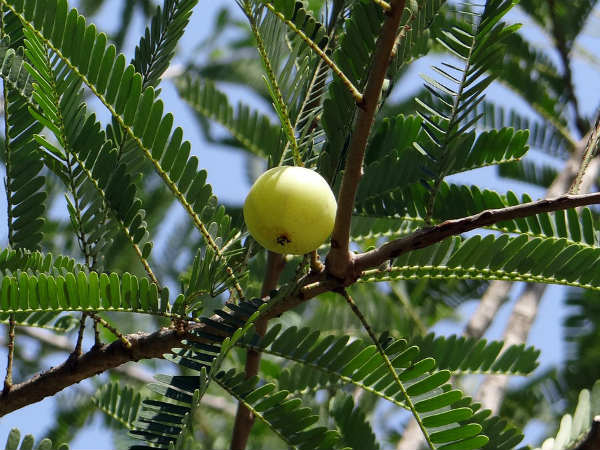 ৫. সংক্রমণের আশঙ্কা কমে: