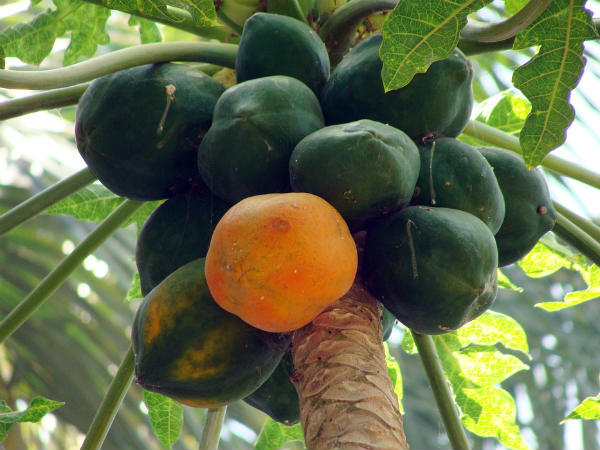 ৬. সিরোসিস অব লিভারের মতো রোগের প্রকোপ কমবে: