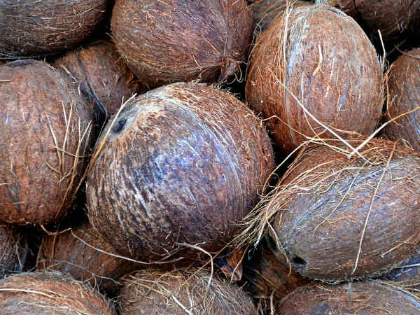৭. ছোট নারকেল: