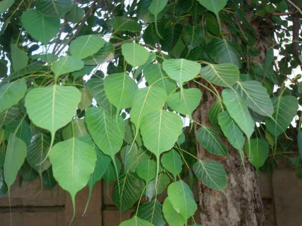 ৭. রোগ-ব্যাধি দূরে পালায়: