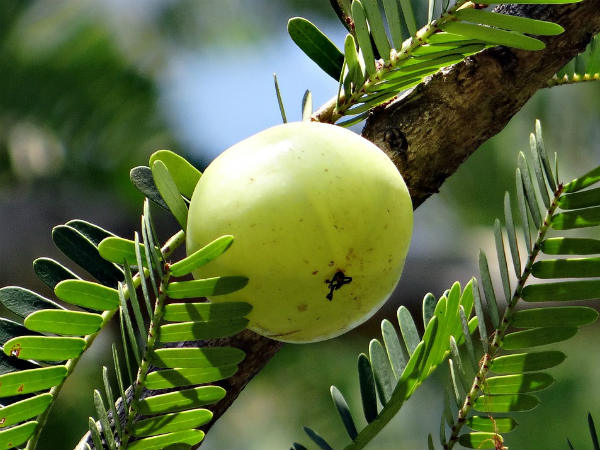 ৮.শরীরের বয়স কমে: