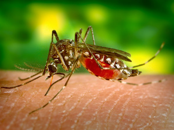 মশারা না তাকলে কি সত্য়িই কোনও ক্ষতি হবে না?