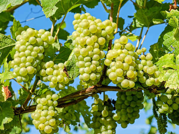 ৩.আঙুর: