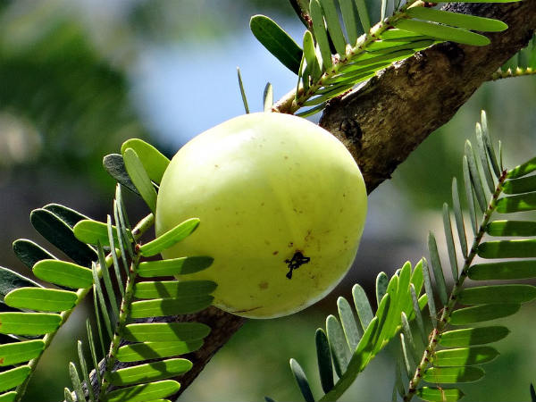 ৫.ত্বকের সৌন্দর্য বৃদ্ধি পায়: