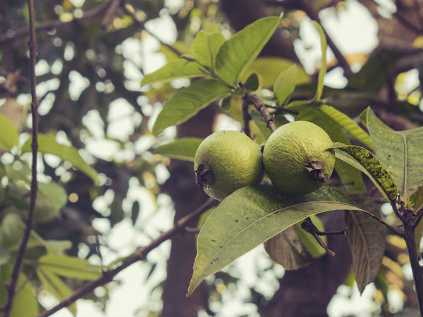 ৭. স্কিন টোনার হিসেবে দারুন কাজে আসে: