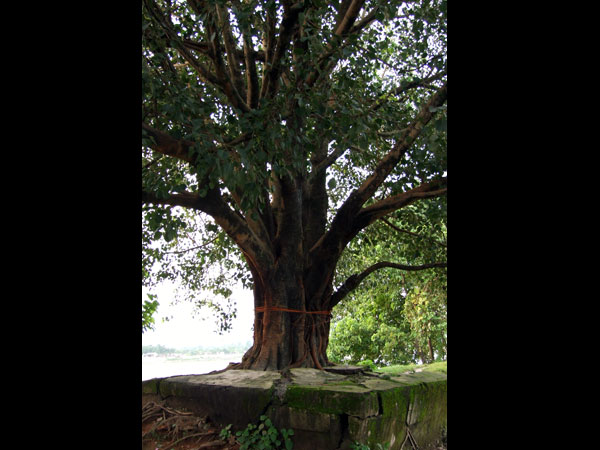 ৮. অশ্বত্থ গাছে জল ঢালতে হবে: