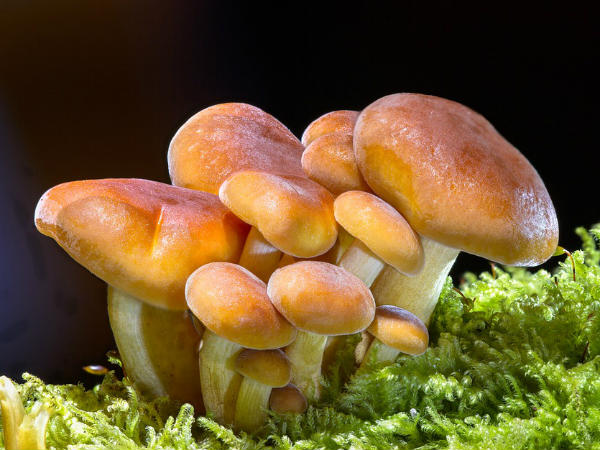 ৯. ভিটামিন ডি সমৃদ্ধি খাবার থাকা মাস্ট: