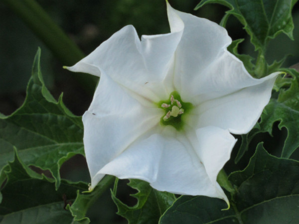 ১. ধুতরো ফুল: