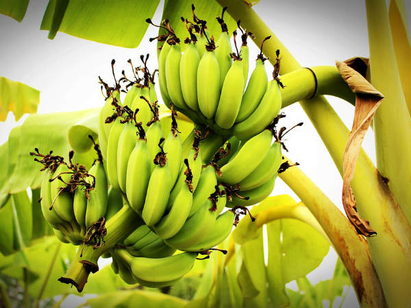 ১. কলা গাছ: