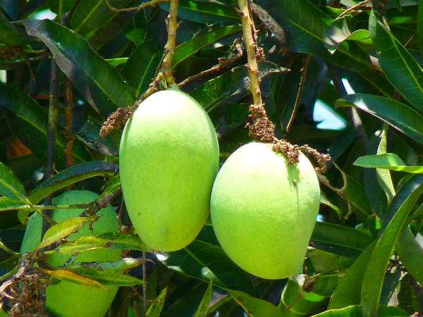 ২. আম গাছ:
